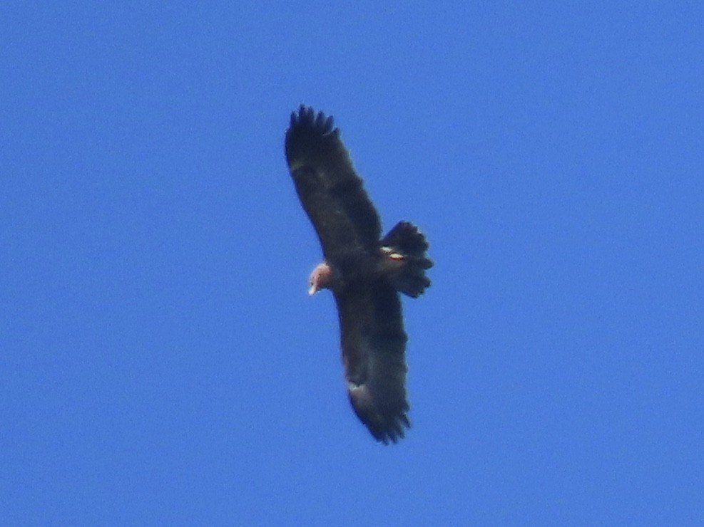 Lesser Spotted Eagle - ML227434461