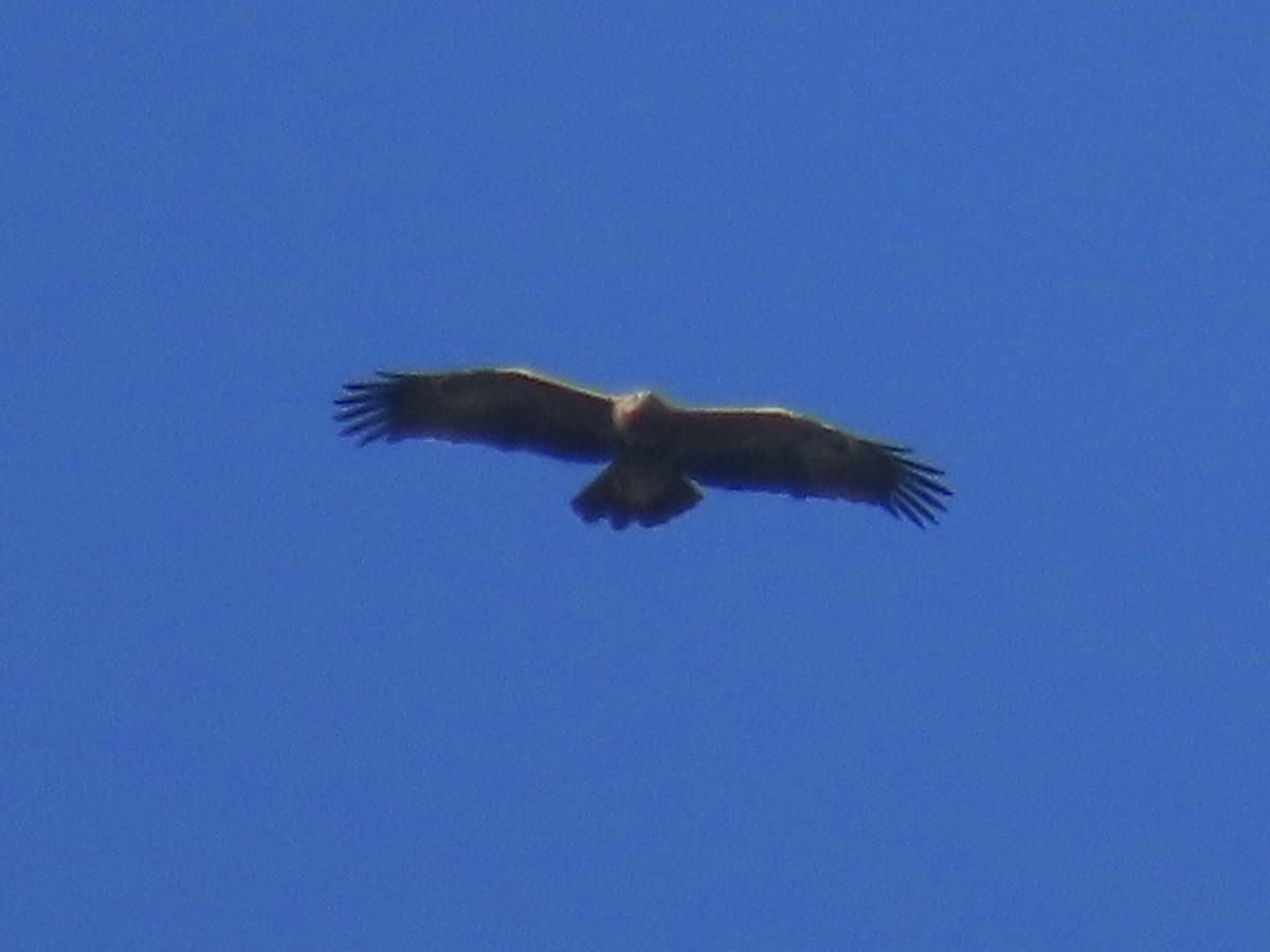 Lesser Spotted Eagle - ML227434471