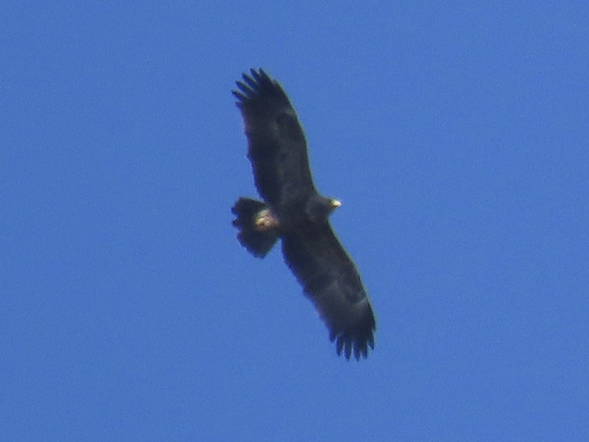 Lesser Spotted Eagle - ML227434481