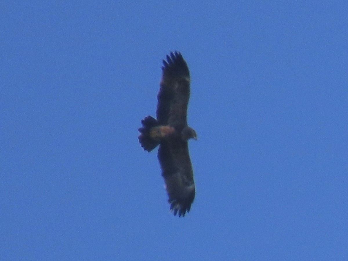 Lesser Spotted Eagle - ML227434491