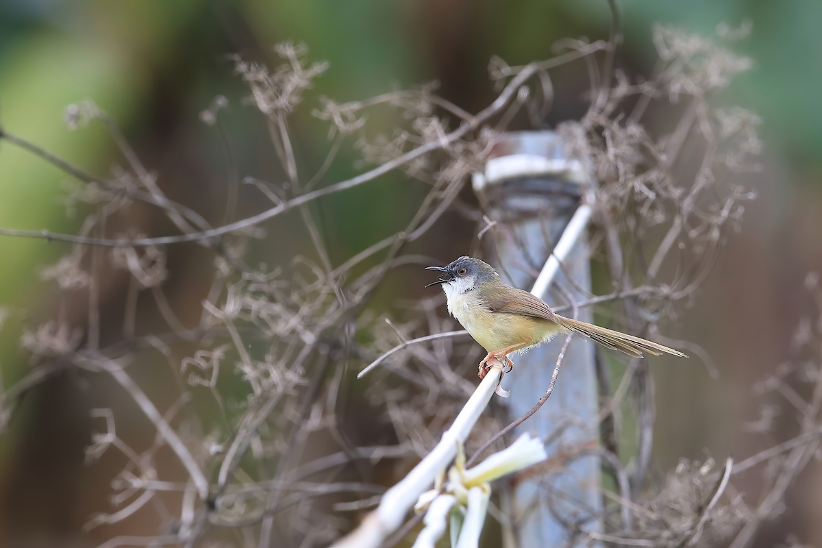 Yellow-bellied Prinia - ML227434991