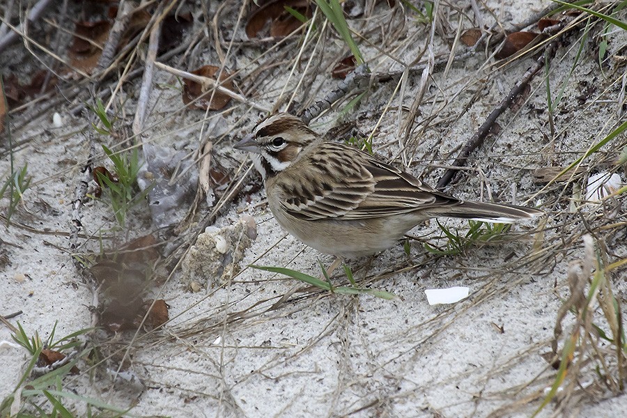 Lark Sparrow - ML22743501