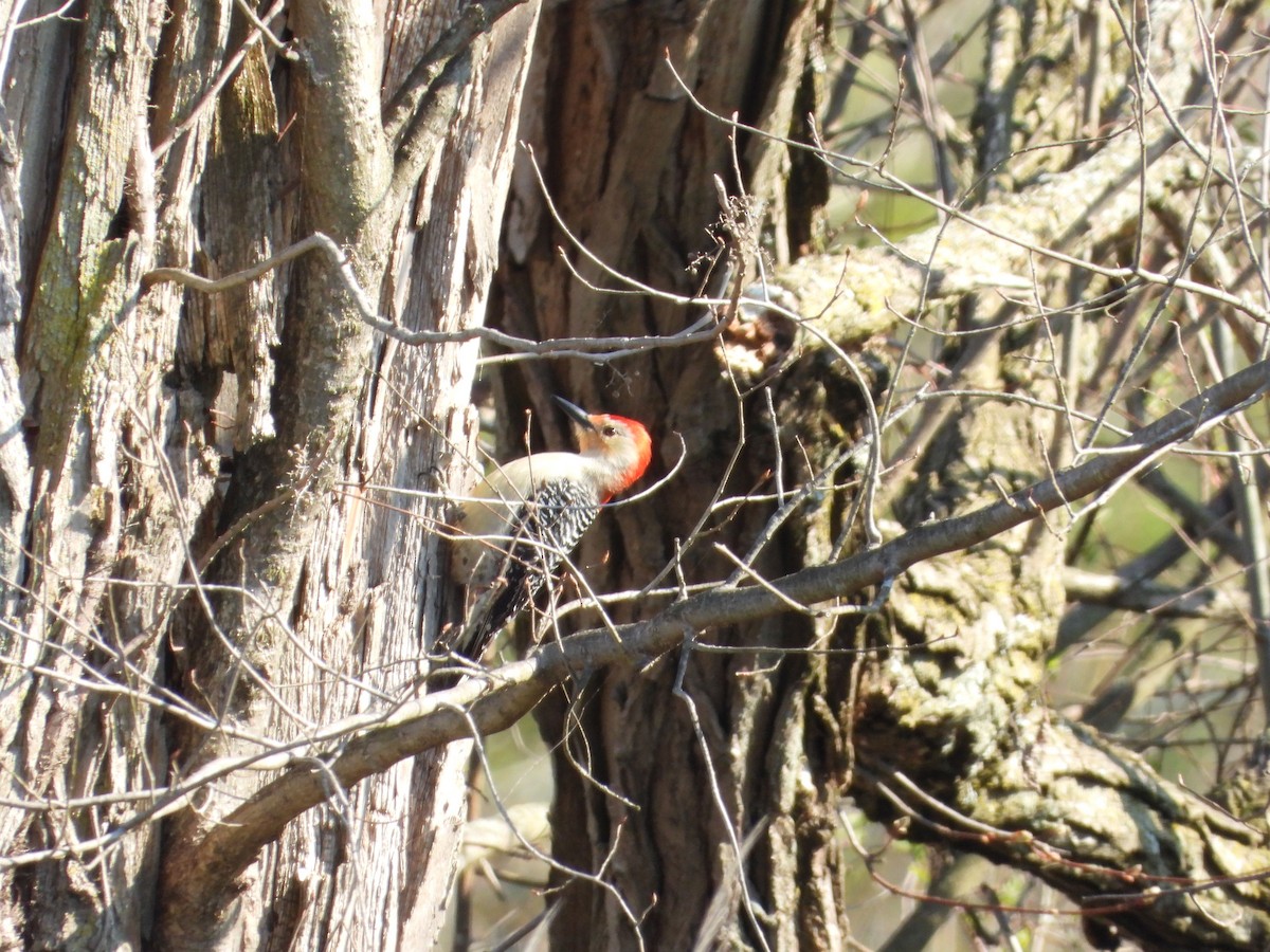 Red-bellied Woodpecker - Rick Luehrs
