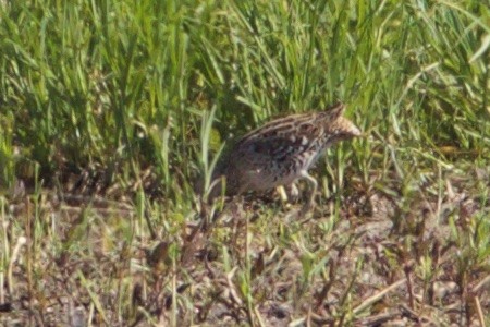 Great Snipe - ML227436981