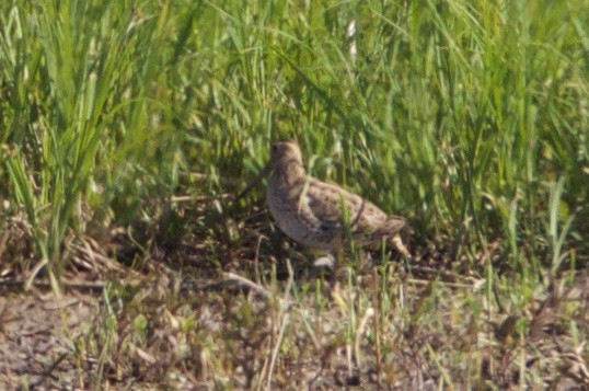 Great Snipe - Jens Schöller