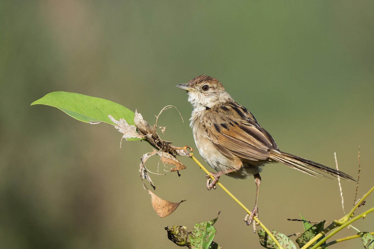 Tawny Grassbird - ML227437181