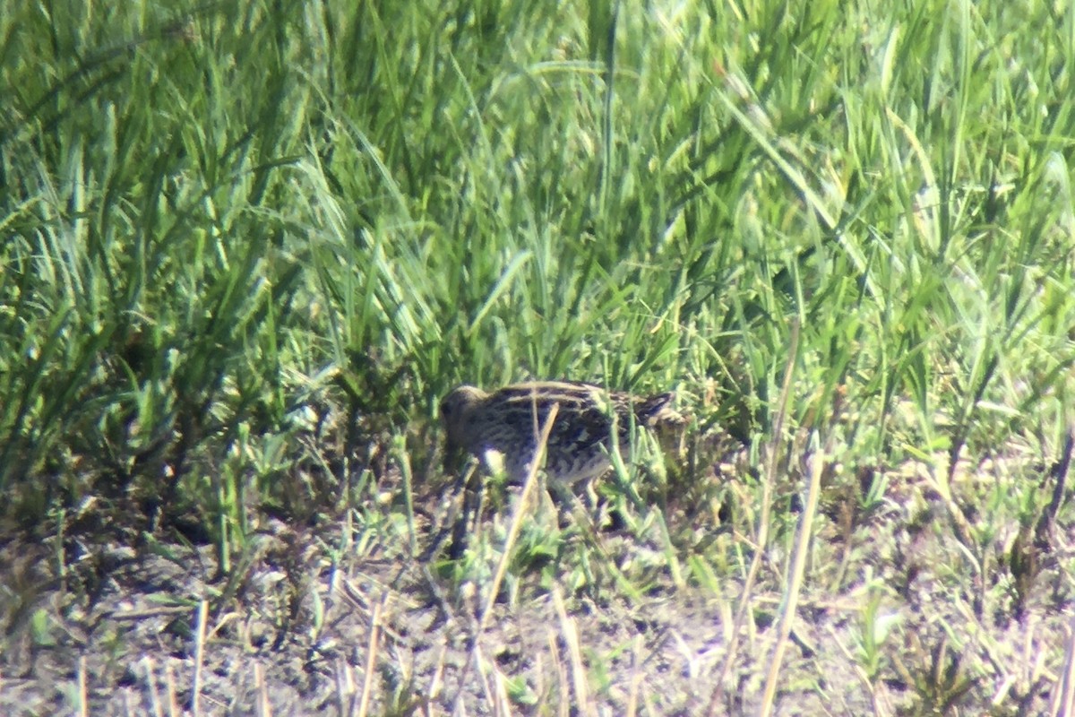 Great Snipe - Jens Schöller