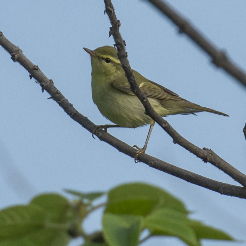 Mosquitero del Cáucaso - ML227438131