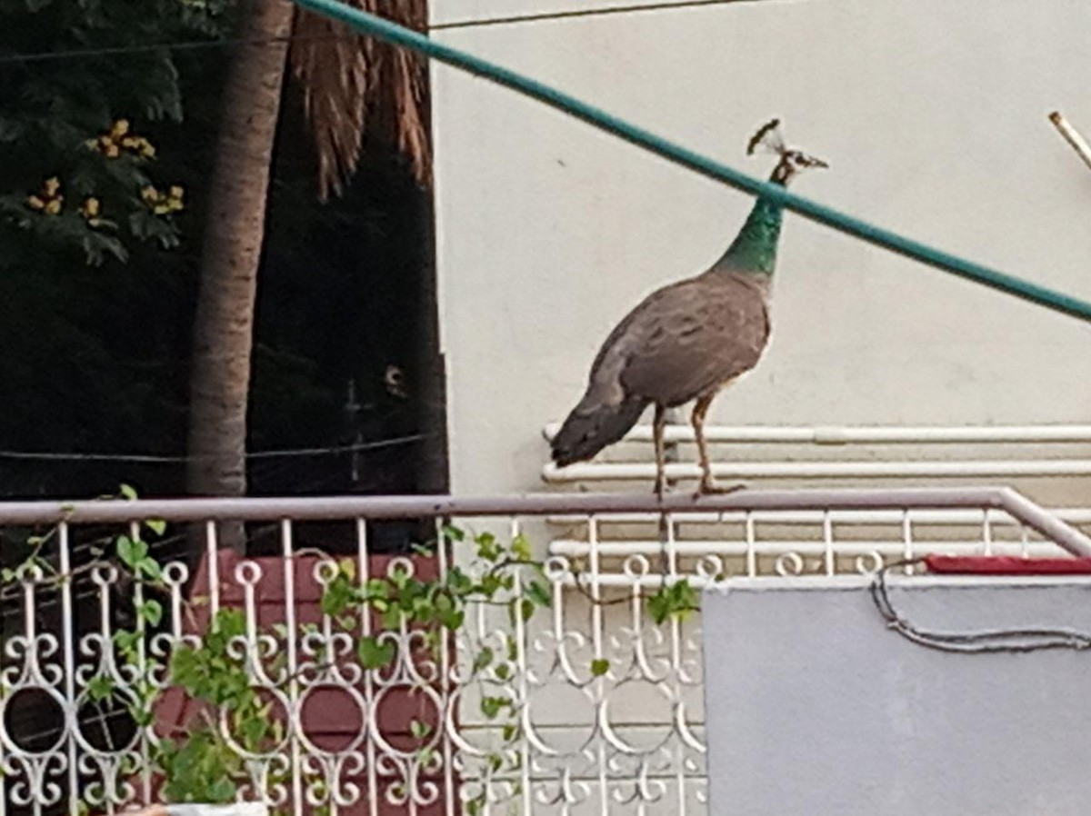 Indian Peafowl - ML227438361