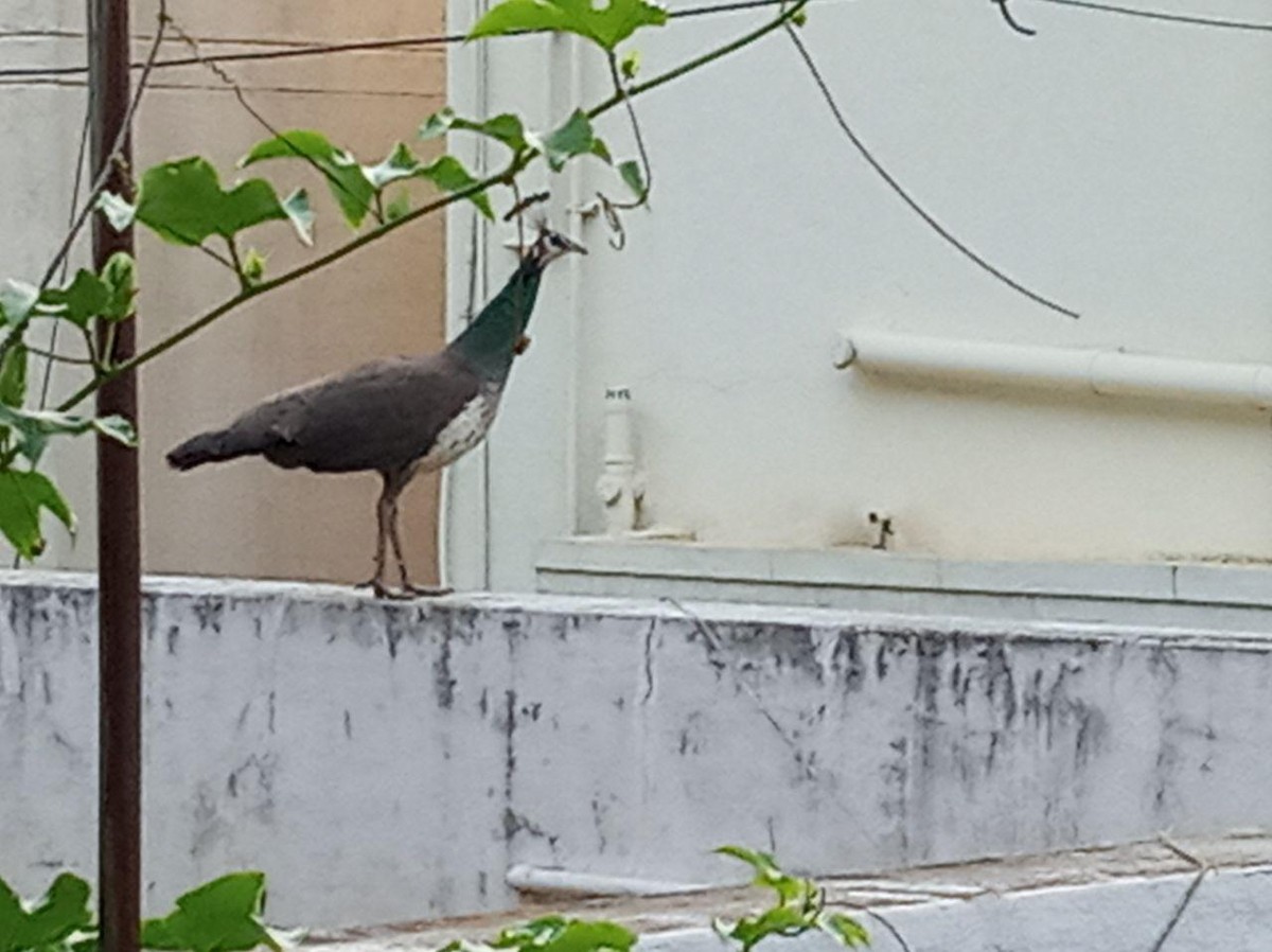 Indian Peafowl - ML227438371