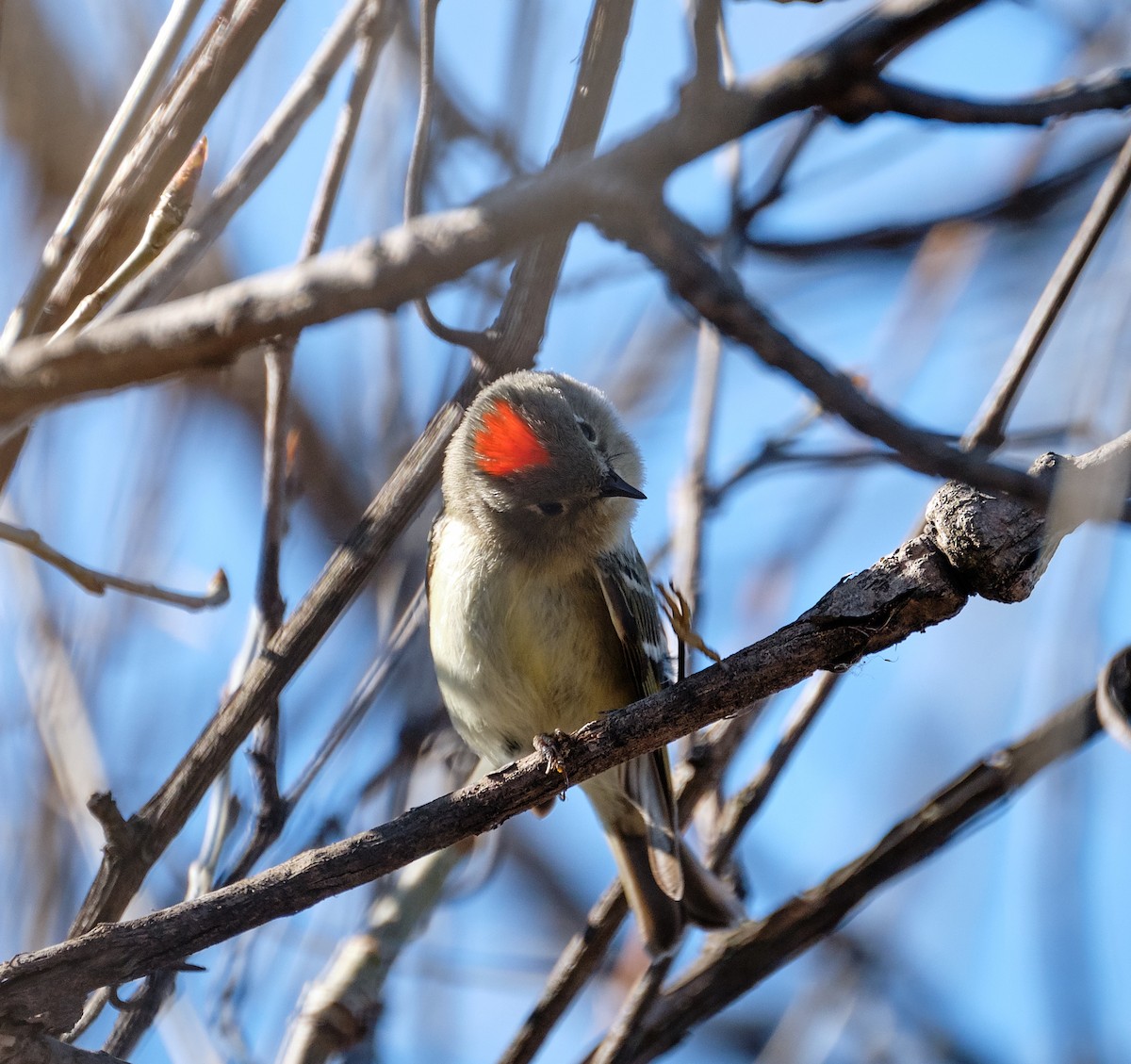 Ruby-crowned Kinglet - ML227439421