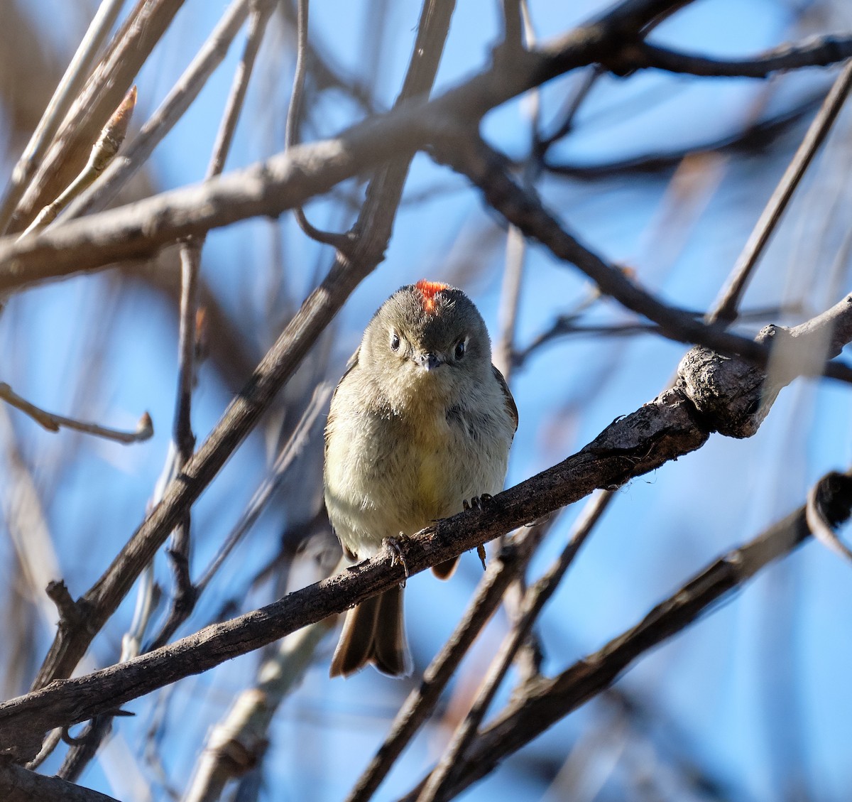 Ruby-crowned Kinglet - ML227439431