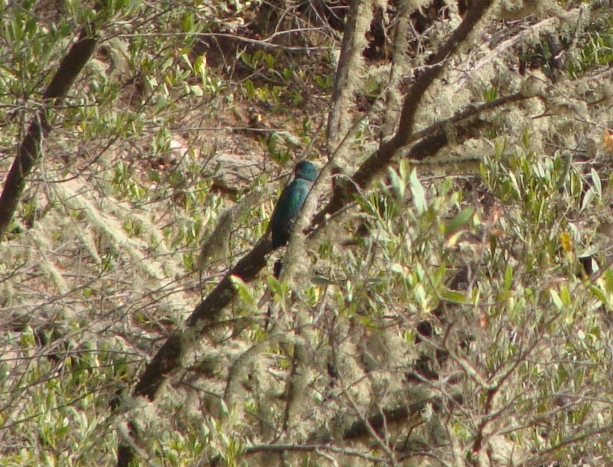 trogon africký - ML227439461