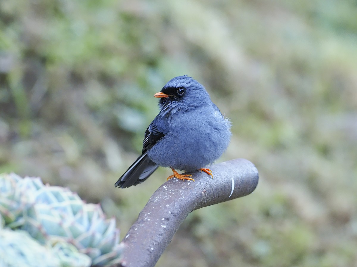 Black-faced Solitaire - ML227439621
