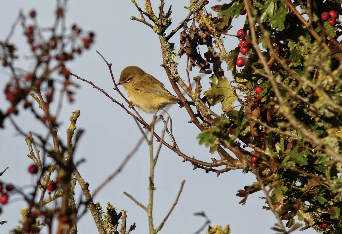 Common Chiffchaff - Simon Colenutt