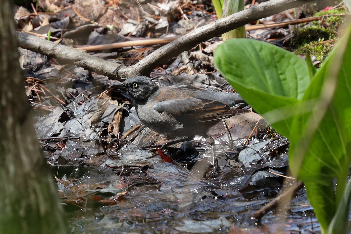 Rusty Blackbird - ML227447241