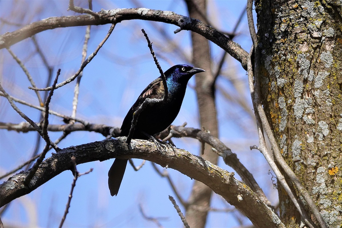 Common Grackle - Anonymous