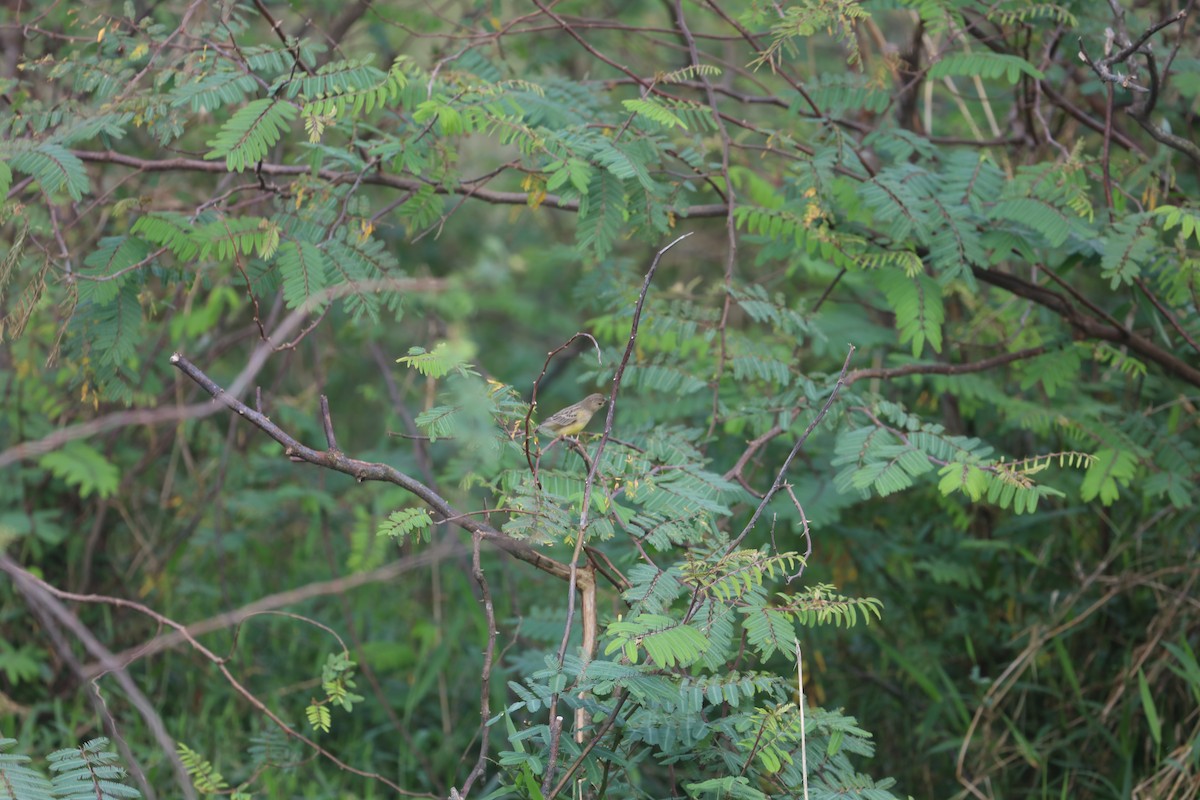 Grassland Yellow-Finch - ML22744831