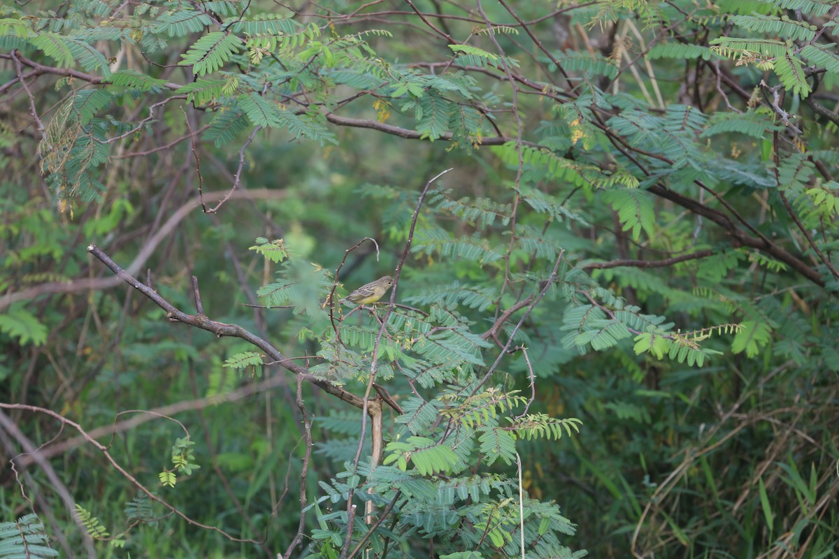 Grassland Yellow-Finch - ML22744841