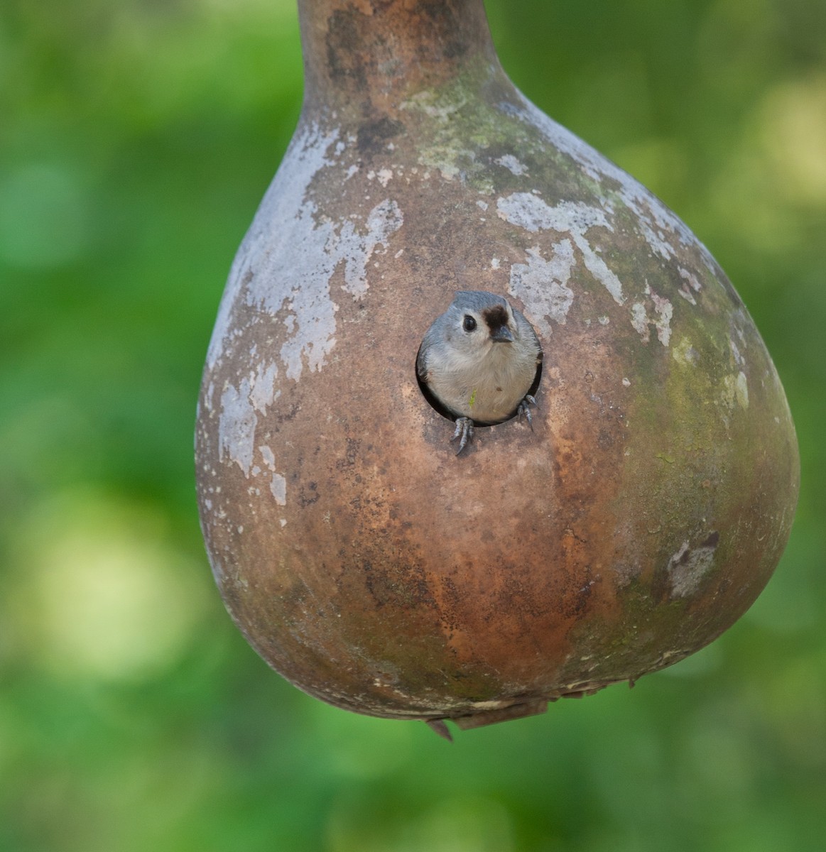 Tufted Titmouse - ML227449401