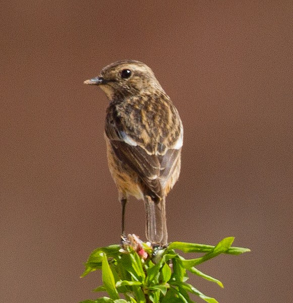 European Stonechat - ML227451971