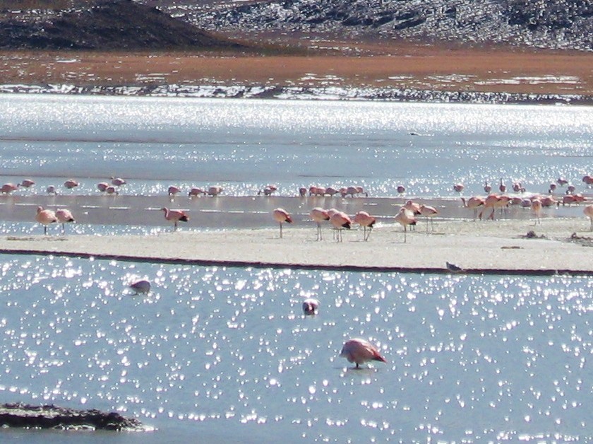Andean Flamingo - Thomas Gibson