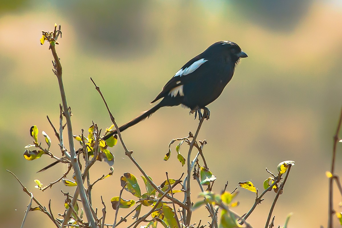 Magpie Shrike - ML227454391