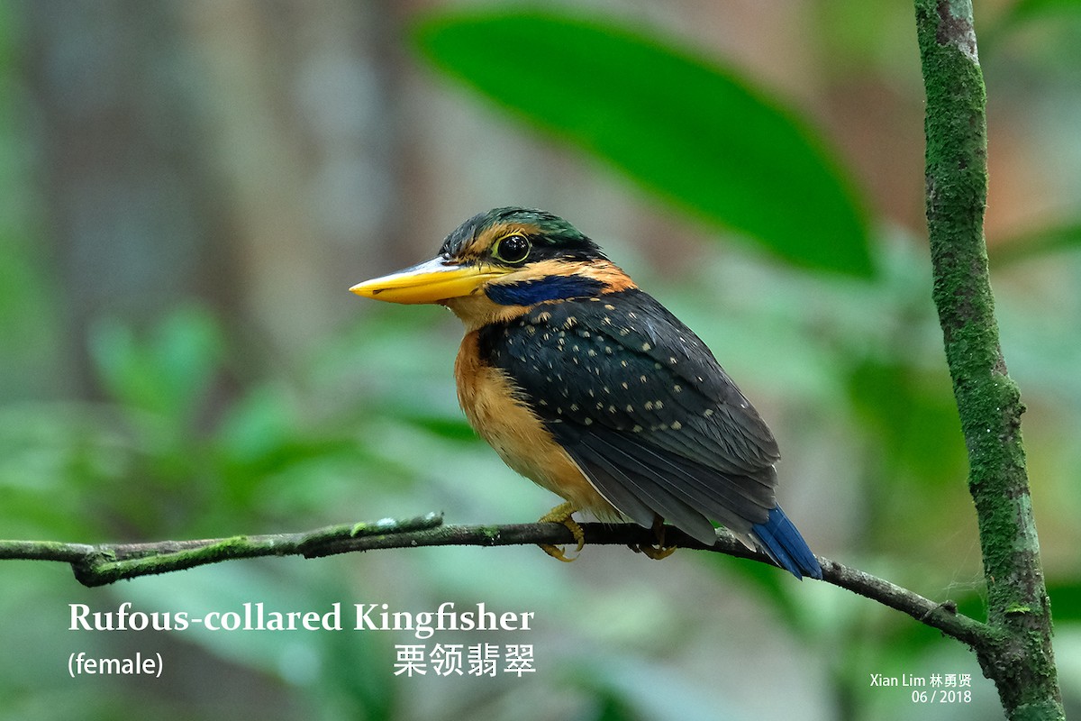 Rufous-collared Kingfisher - ML227455271