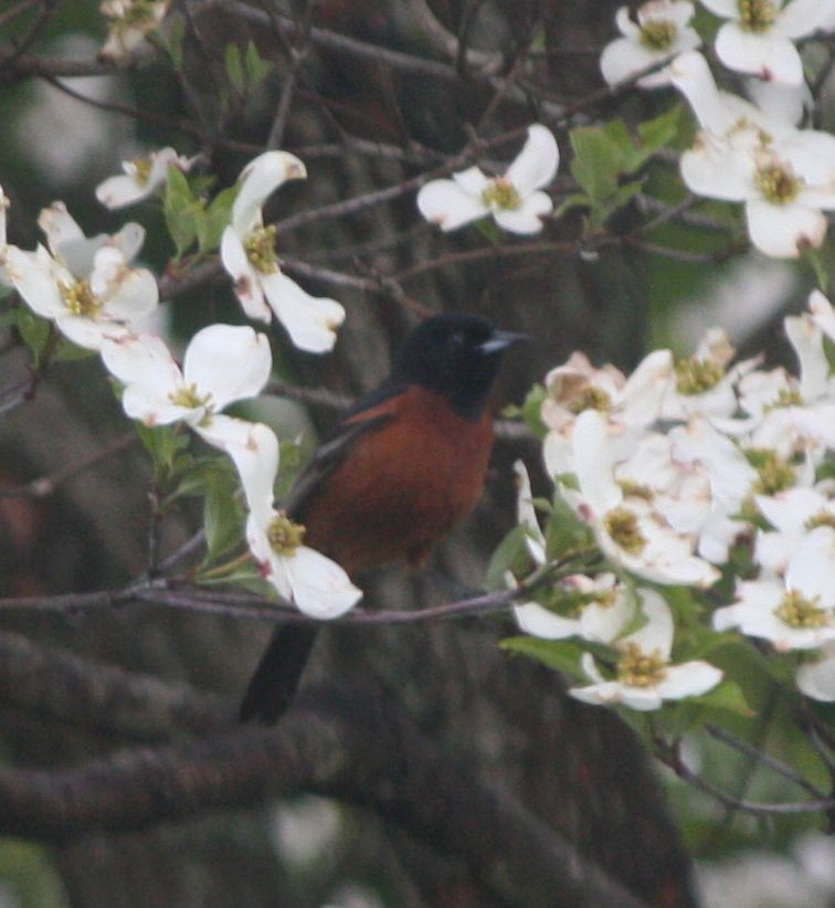 Orchard Oriole - ML227455801