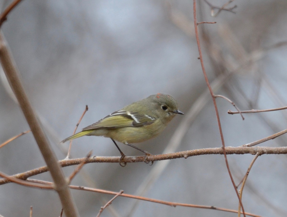 Ruby-crowned Kinglet - ML227457321