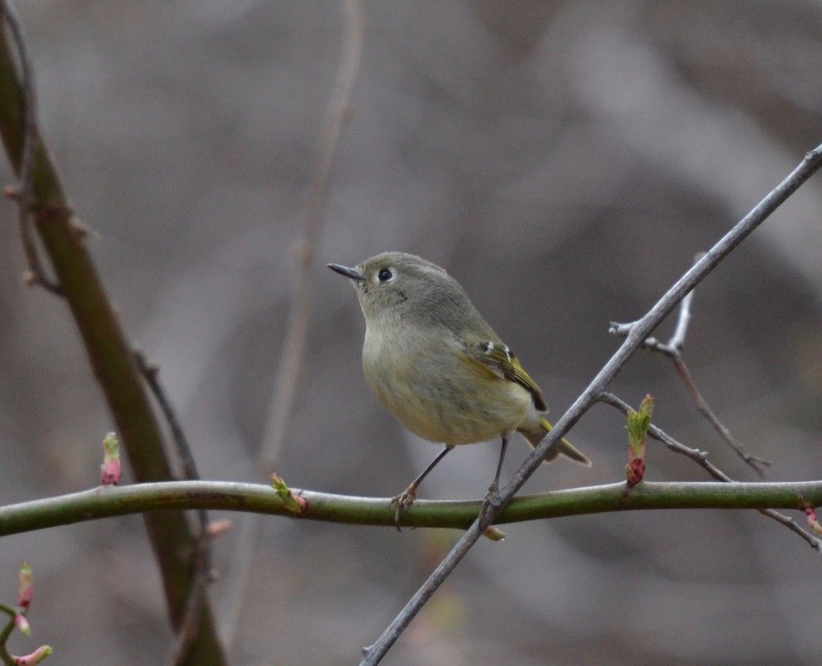 Ruby-crowned Kinglet - ML227457331