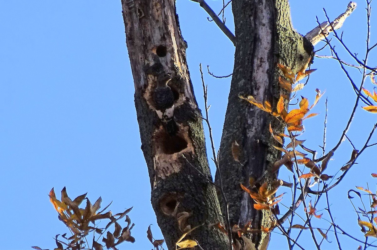 Red-headed Woodpecker - ML22745851