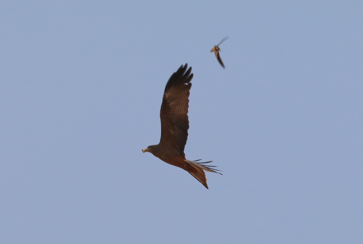 Black Kite (Yellow-billed) - ML227460271