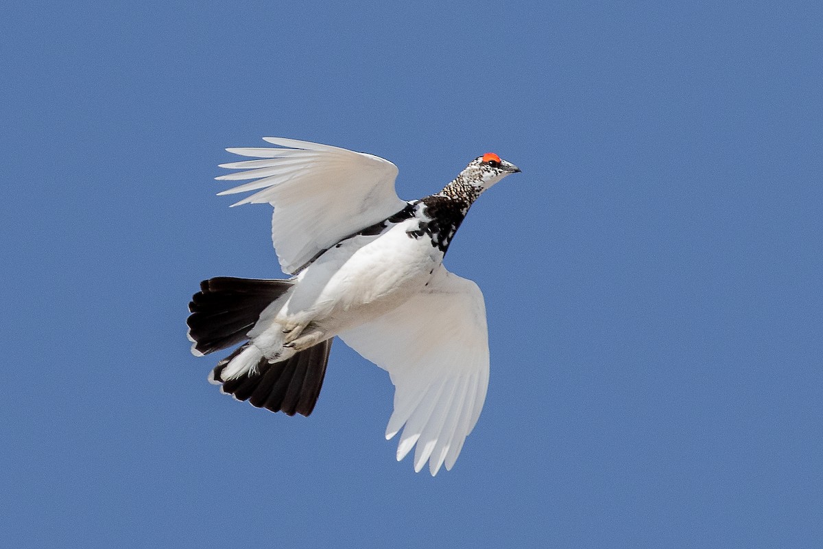 Rock Ptarmigan - Michael Ortner