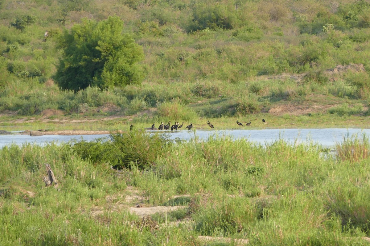 African Openbill - Karin Karmann