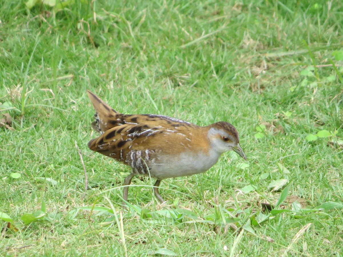 Baillon's Crake - ML227463681