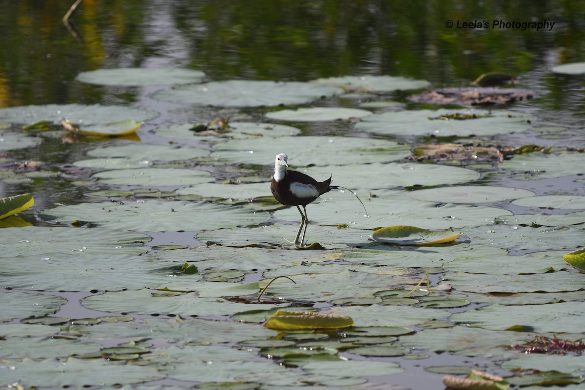 Pheasant-tailed Jacana - ML227465831