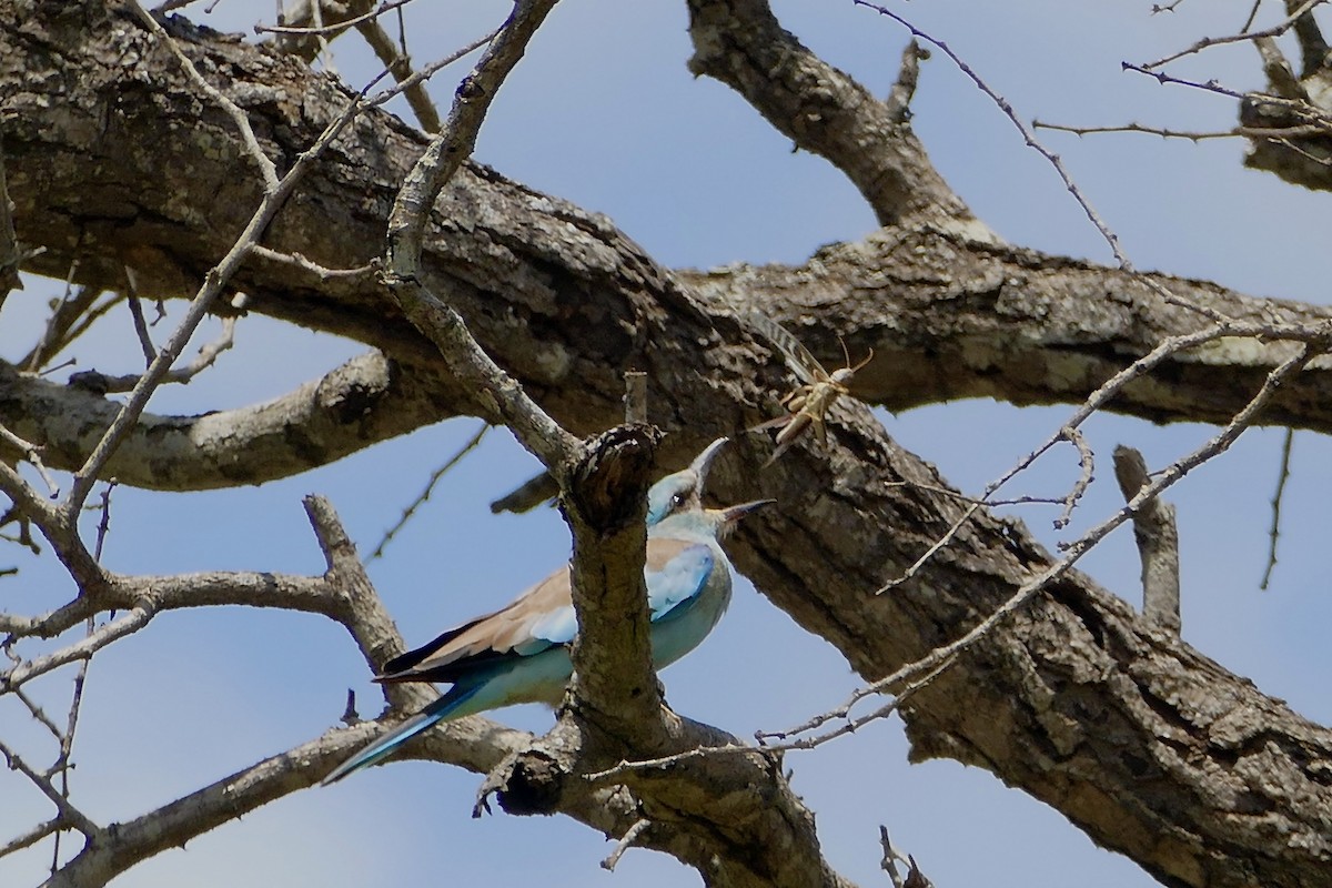 European Roller - ML227466151