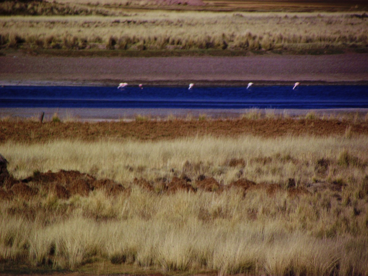 Chilean Flamingo - ML227467641