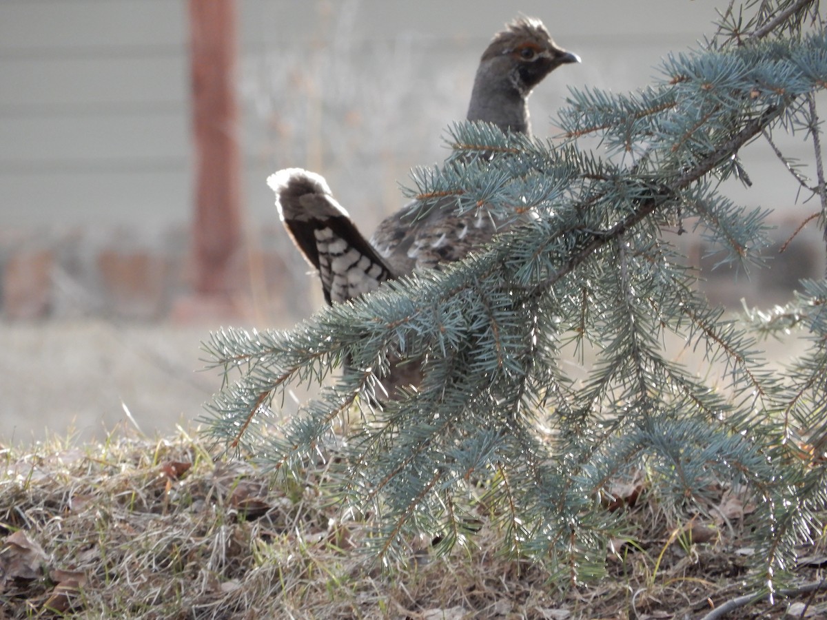 Dusky Grouse - ML227468271