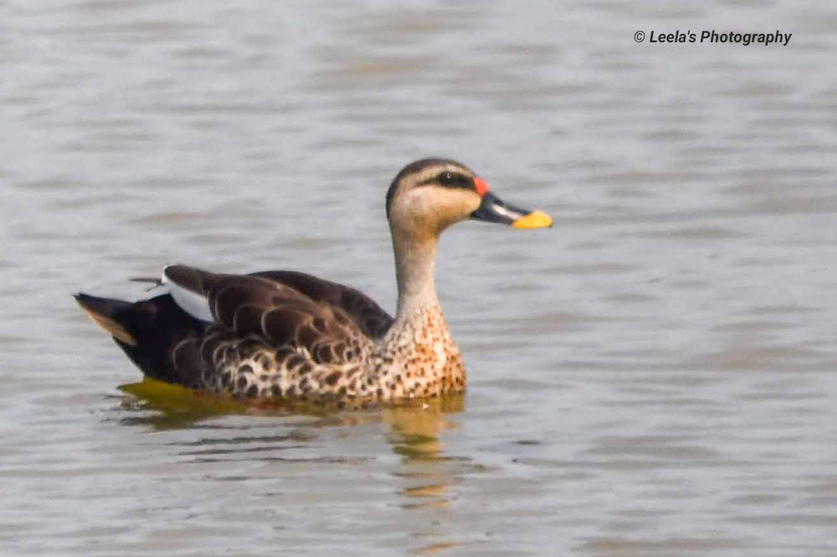 Indian Spot-billed Duck - ML227470061