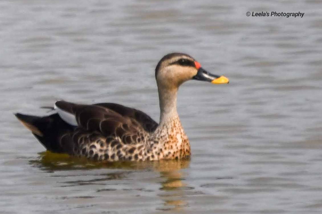 Indian Spot-billed Duck - ML227470071