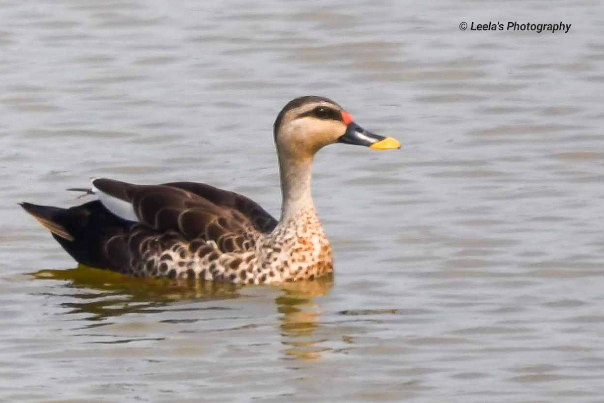 Indian Spot-billed Duck - ML227470081