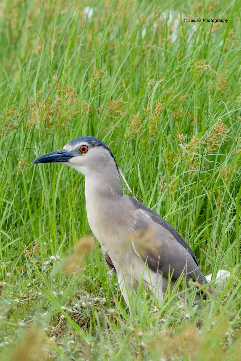 Black-crowned Night Heron - ML227470231