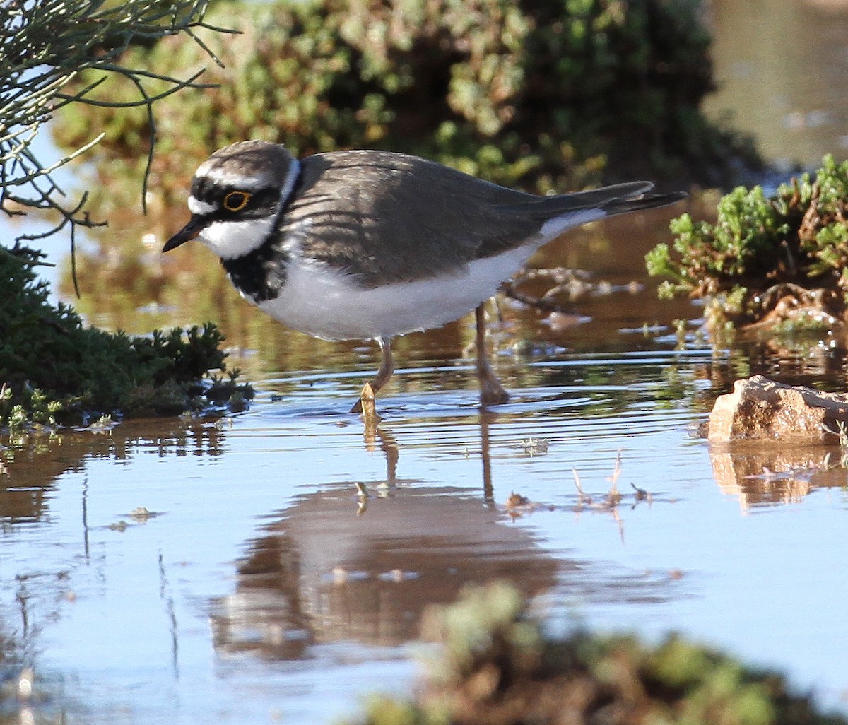 Little Ringed Plover - ML227470461