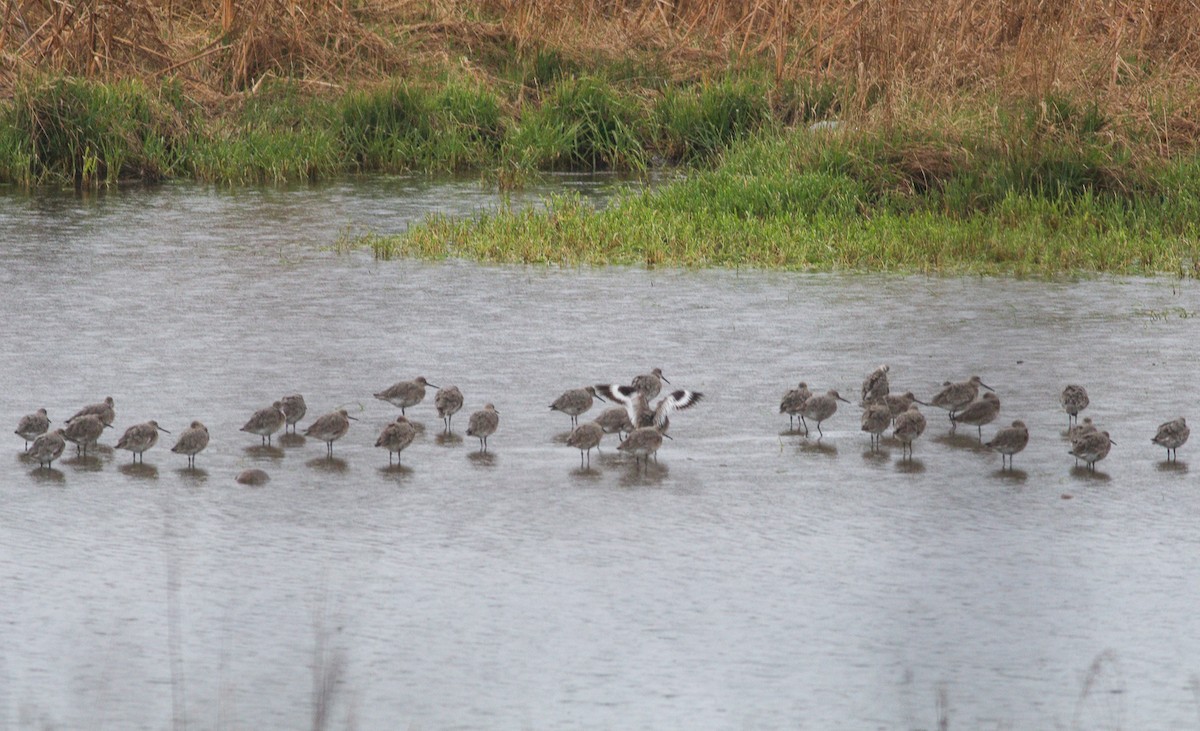 Willet - ML227470791