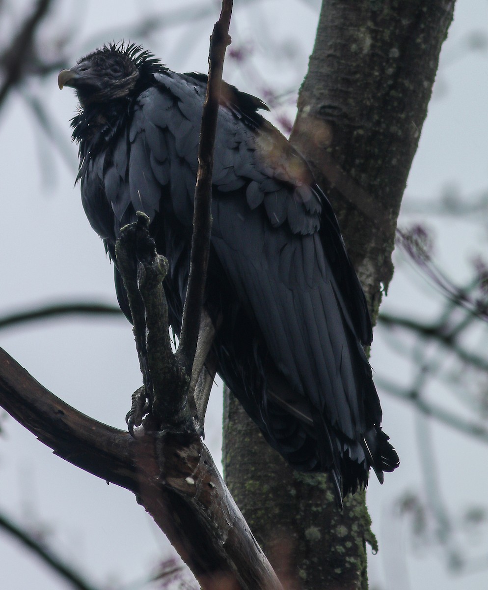 Black Vulture - ML227470991