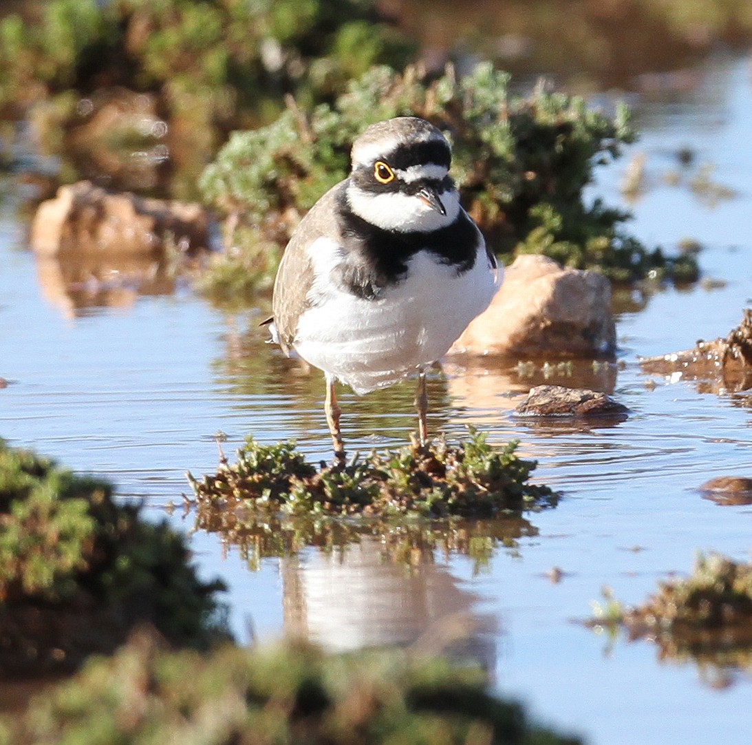 Little Ringed Plover - ML227471041