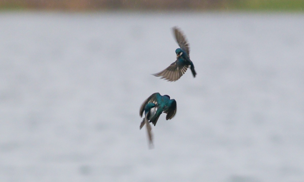 Golondrina Bicolor - ML227471061