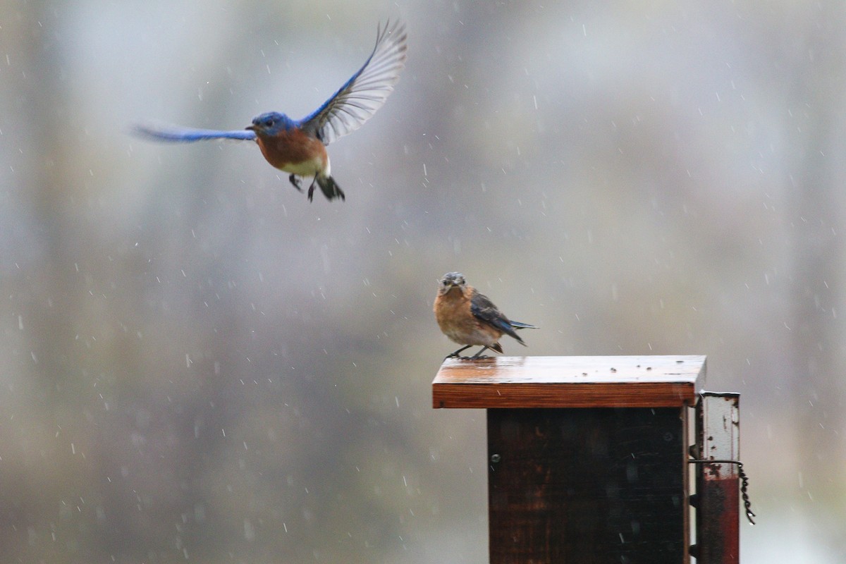 Eastern Bluebird - ML227471151